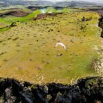 Gin Leopard - Image 6