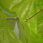 LittleCloud The Spiruline - Image 12